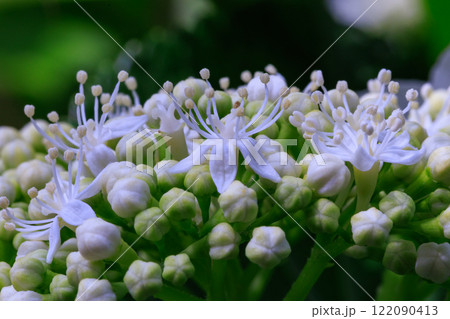 梅雨に咲きほこる万葉の花　アジサイ 122090413