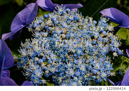 梅雨に咲きほこる万葉の花　アジサイ 122090414