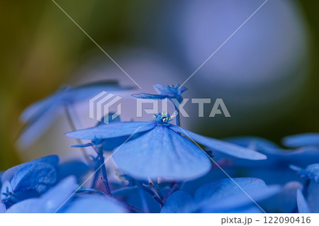 梅雨に咲きほこる万葉の花 アジサイ 梅雨に咲きほこる万葉の花 アジサイ 122090416