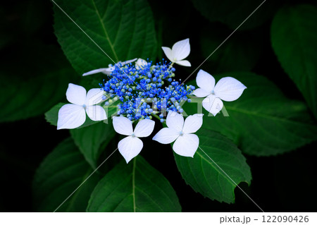 梅雨に咲きほこる万葉の花 アジサイ 梅雨に咲きほこる万葉の花 アジサイ 122090426