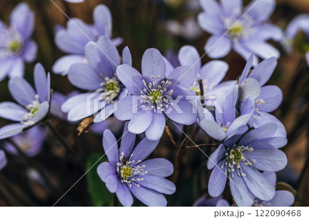 A clump of beautiful blue liverwort (Hepatica nobilis), one of spring's most magnificent flowers A clump of beautiful blue liverwort (Hepatica nobilis), one of spring's most magnificent flowers 122090468