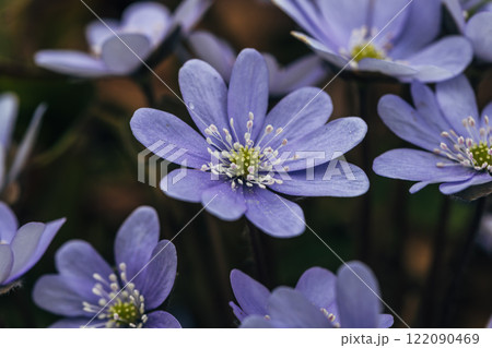 A clump of beautiful blue liverwort (Hepatica nobilis), one of spring's most magnificent flowers 122090469