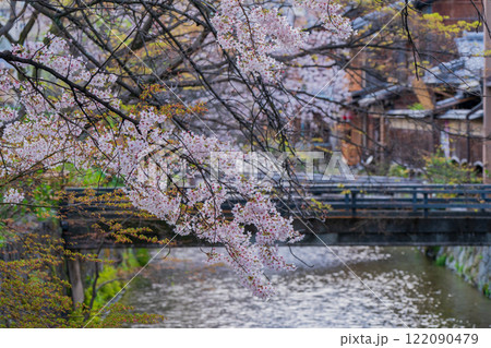 古都の春の京都市東山祇園白川のしっとりと咲く桜を撮影 古都の春の京都市東山祇園白川のしっとりと咲く桜を撮影 122090479