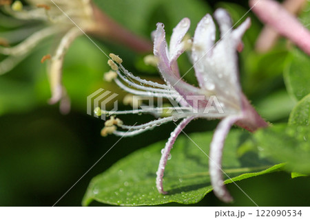 春の雨上がりの森に咲くスイカズラの花 122090534