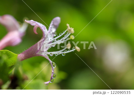 春の雨上がりの森に咲くスイカズラの花 122090535