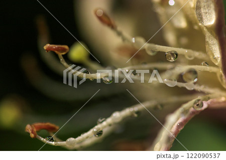 春の雨上がりの森に咲くスイカズラの花 122090537