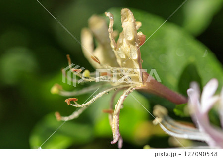 春の雨上がりの森に咲くスイカズラの花 春の雨上がりの森に咲くスイカズラの花 122090538
