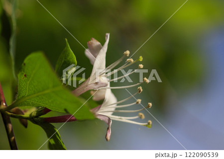 春の森に咲くスイカズラの花 春の森に咲くスイカズラの花 122090539