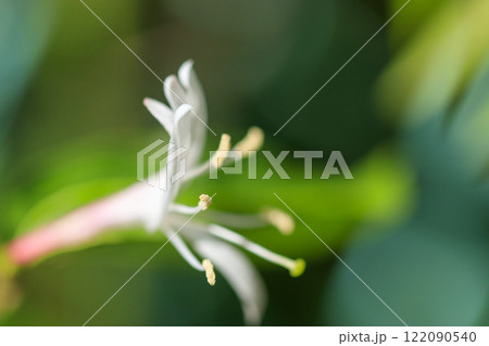 春の森に咲くスイカズラの花 春の森に咲くスイカズラの花 122090540