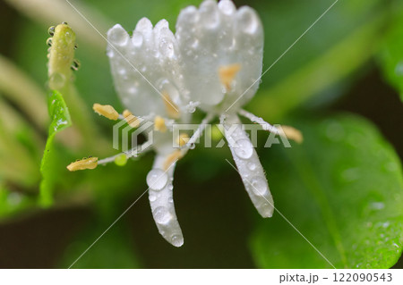 春の雨上がりの森に咲くスイカズラの花 春の雨上がりの森に咲くスイカズラの花 122090543
