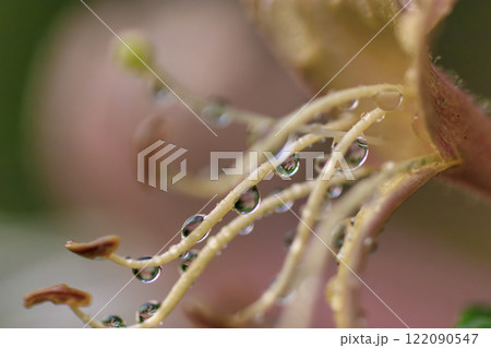 春の雨上がりの森に咲くスイカズラの花 春の雨上がりの森に咲くスイカズラの花 122090547
