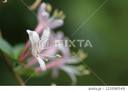 春の森に咲くスイカズラの花 春の森に咲くスイカズラの花 122090548