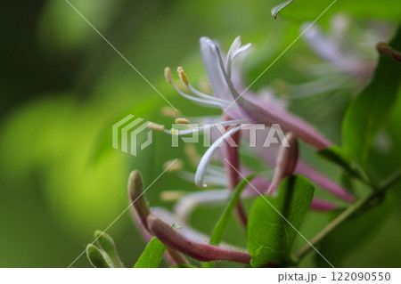 春の森に咲くスイカズラの花 122090550