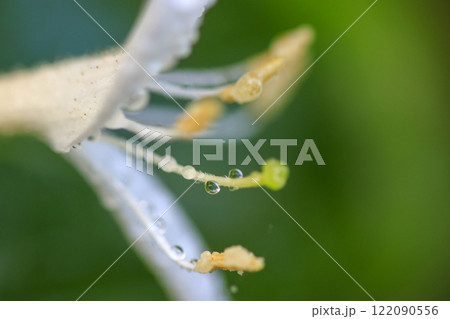 春の雨上がりの森に咲くスイカズラの花 春の雨上がりの森に咲くスイカズラの花 122090556