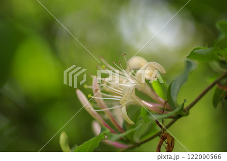 春の森に咲くスイカズラの花 春の森に咲くスイカズラの花 122090566