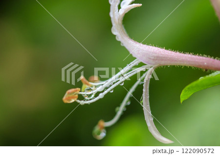 春の雨上がりの森に咲くスイカズラの花 春の雨上がりの森に咲くスイカズラの花 122090572