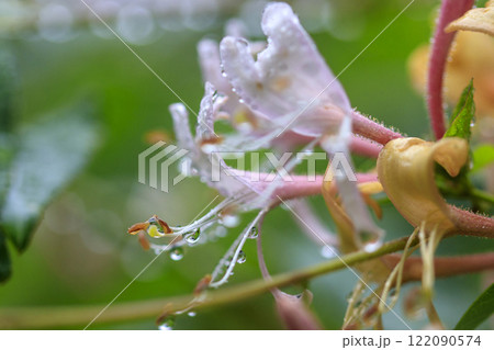 春の雨上がりの森に咲くスイカズラの花 122090574