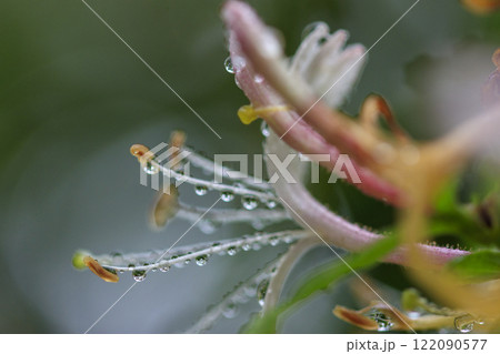 春の雨上がりの森に咲くスイカズラの花 122090577