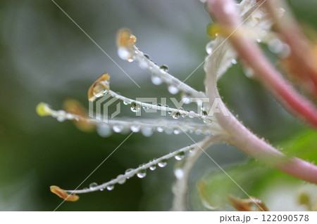 春の雨上がりの森に咲くスイカズラの花 春の雨上がりの森に咲くスイカズラの花 122090578