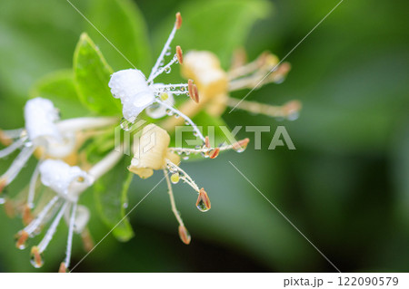 春の雨上がりの森に咲くスイカズラの花 春の雨上がりの森に咲くスイカズラの花 122090579