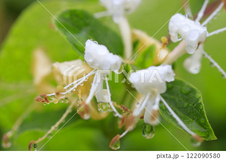 春の雨上がりの森に咲くスイカズラの花 春の雨上がりの森に咲くスイカズラの花 122090580