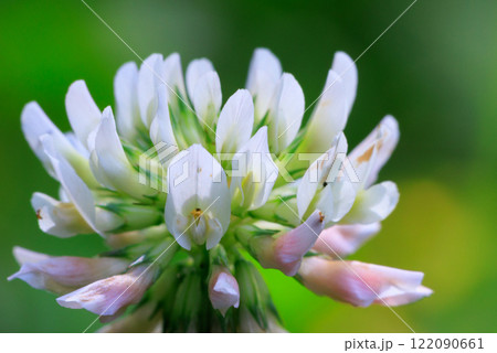 幸運をもたらすという四つ葉のクローバー シロツメクサ 幸運をもたらすという四つ葉のクローバー シロツメクサ 122090661