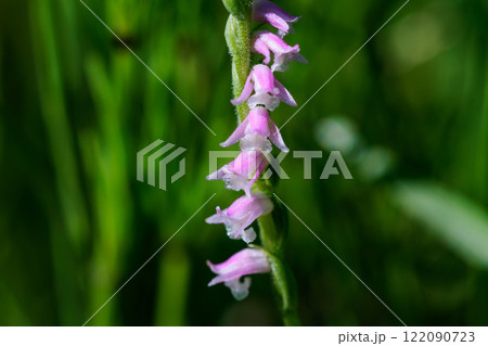 草地に咲く小さな赤いラン ネジバナ 草地に咲く小さな赤いラン ネジバナ 122090723