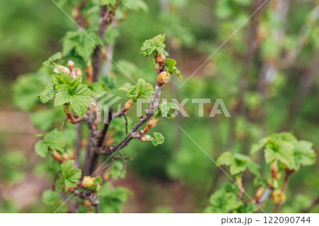 Blackcurrant Gall or Big Bud Mite pest. Infected enlarged round buds on young currant bush in Spring Blackcurrant Gall or Big Bud Mite pest. Infected enlarged round buds on young currant bush in Spring 122090744