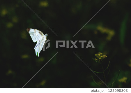 ひらひらと舞う白い妖精　モンシロチョウ 122090808