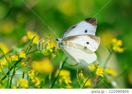 ひらひらと舞う白い妖精　モンシロチョウ 122090809