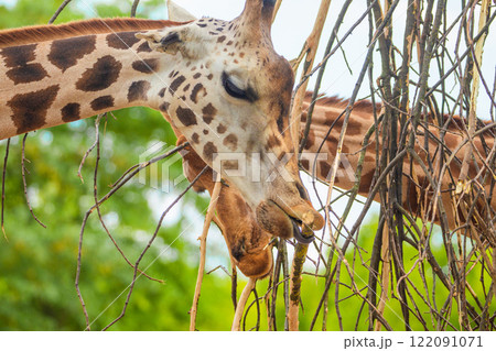 family of Giraffe Giraffa camelopardalis,with a baby. sticking out blue tongue 122091071
