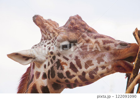 family of Giraffe Giraffa camelopardalis,with a baby. sticking out blue tongue 122091090