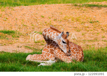 family of Giraffe Giraffa camelopardalis,with a baby. sticking out blue tongue 122091091