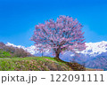 【桜素材】野平地区の一本桜と冠雪した北アルプス・イラスト調【長野県】 【桜素材】野平地区の一本桜と冠雪した北アルプス・イラスト調【長野県】 122091111