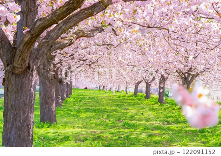 【水彩画】千曲川桜堤の桜並木・八重桜【長野県】 122091152