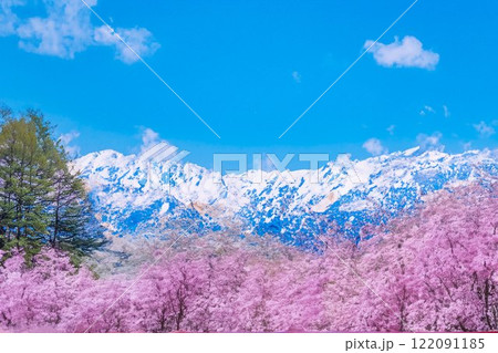 【春素材】桜と北アルプスと青空・水彩画調【長野県】 122091185