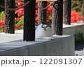 哲学の道にいつもいるはちわれ猫がひとやすみしながら遠くを見つめる姿 122091307