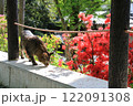 哲学の道を散歩するキジトラ猫が何かを見つけて立ち止まり匂いをかいでいる姿 122091308