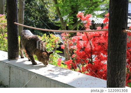 哲学の道を散歩するキジトラ猫が何かを見つけて立ち止まり匂いをかいでいる姿 122091308