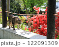 春のお昼に哲学の道を散歩する地域猫が何かに視線が釘付け 122091309