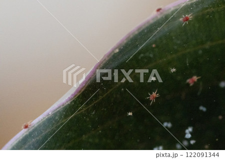 Tetranychus urticae red spider mite or two-spotted spider mite Tetranychus urticae red spider mite or two-spotted spider mite 122091344