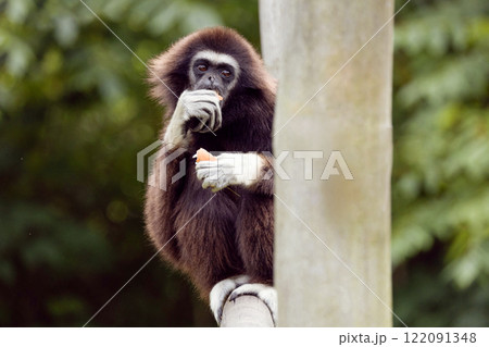 lar gibbon white-handed gibbon, an endangered primate in the gibbon family 122091348