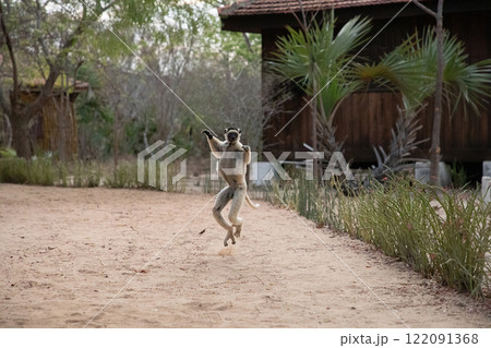 Verreaux's white sifaka with dark head Madagascar island fauna. 122091368