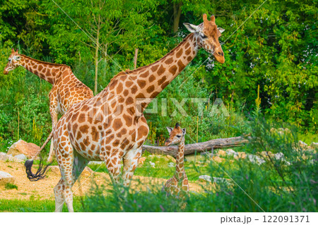 Giraffe in selective focus on green natural background Giraffe in selective focus on green natural background 122091371