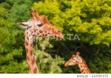 Giraffe in selective focus on green natural background Giraffe in selective focus on green natural background 122091372