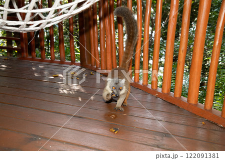 Red lemur Eulemur Coronatus, endemic animal Red lemur Eulemur Coronatus, endemic animal 122091381