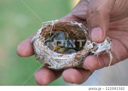 small bird's nest with yellow-throated chicks small bird's nest with yellow-throated chicks 122091382