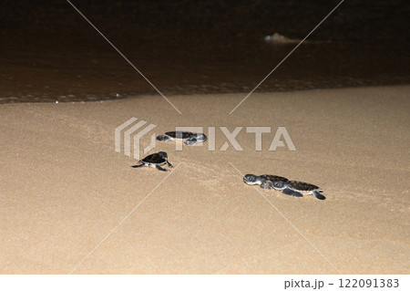 baby sea turtle goes to the water, towards ocean baby sea turtle goes to the water, towards ocean 122091383