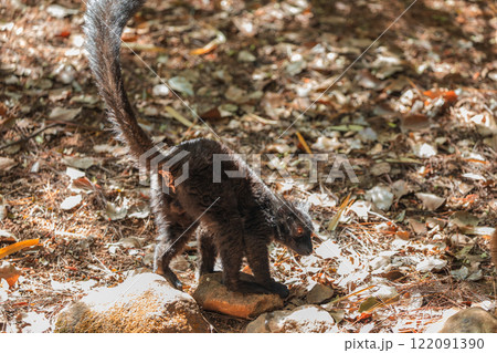 family Black lemur, Eulemur macaco, sits by a tree trunk 122091390