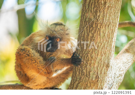 Blue eyed lemur on tree in forest 122091391